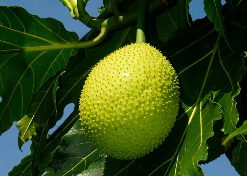 fruto del arbol del pan